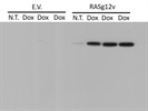 Excellent Ras G12V Antibody