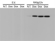 Excellent Ras G12V Antibody