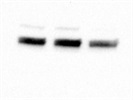 Good DRP1 Antibody for Western Blot