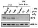 Excellent Antibody for IRF9 Protein