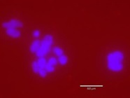 Great Kit to Analyze Protein Interactions