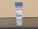 Great Histone H3 Antibody for Western Blot