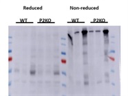 Great Fibronectin Antibody