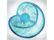 TCR & B2M Knockout Cell Lines