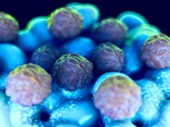 How to Overcome Logistical Challenges When Cord Blood Is the Cell Source