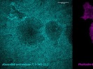 Secondary Antibody Resulted in Cross-Reactivity with Rat