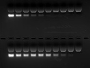 Great GelRed® Nucleic Acid Gel Stain