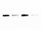 Great eIF4E Antibody for Western Blot