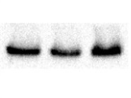 Good Expression with AKT Antibody for Western Blot