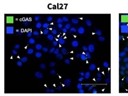 Good Antibody for cGAS Localization