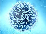 Rare or Low-Affinity T Cells?
