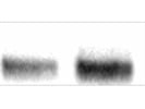 Excellent Antibody for WB