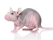 Considerations for Optical In Vivo Imaging Experiments