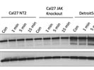 Good Ku80 Antibody for Total Protein Quantification
