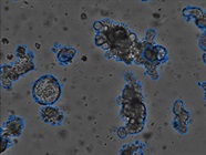 Organoid Counting Software for the Corning® Cell Counter