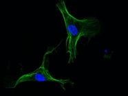 Good Antibody for 2D and 3D Staining
