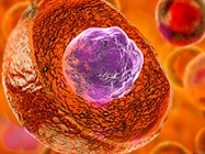 Primary vs. Stem-Like Cells in 3D Cell Cultures