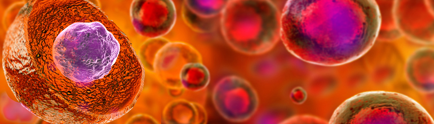  Primary vs. Stem-Like Cells in 3D Cell Cultures