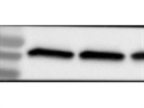 Great Anti-SOD2/MnSOD Antibody
