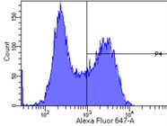Very Reliable PAX6 Antibody