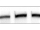 Excellent mTOR Antibody
