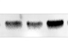 Excellent Bax Antibody From CST