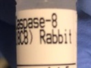 Great Cleaved Caspase-8 for Western Blot