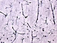 A Guide to Microglia Markers