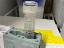 Excellent Anti-SIGLEC H Antibody