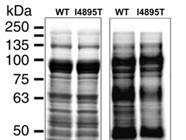 Good Puromycin Antibody for Western Blot