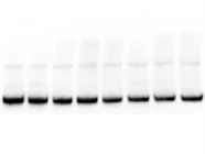 Transferrin Receptor Monoclonal Antibody