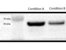 Great Anti-Lamin B1 Antibody for Western Blot