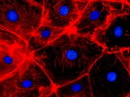 CRISPR in Drug Screening