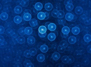 Cell Sorting Technologies: Established and Novel Approaches