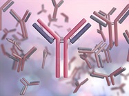 Antibody Validation Methods