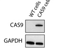 Good Western Blot Antibody for Cas9 Protein