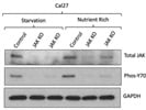 Good Phospho-STAT3 Antibody for Protein Quantification