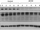 Good BIM Antibody for Upper Isoform Quantification