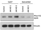 Excellent Antibody for Phospho-Y1068 EGFR Signal