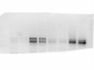 Great NRF2 Antibody