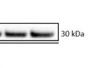 Robust Bcl-xL (54H6) mAb for Western Blot