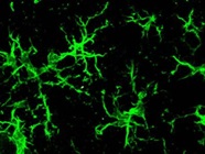 Staining for Microglia in Mouse Brain Sections