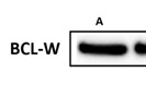Robust Bcl-w (31H4) mAb for Western Blot