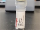 Great Anti-VGLUT1 Monoclonal Antibody for Western Blot