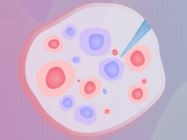 Solutions for T cell culture