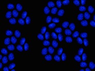 Multi-guide sgRNA Improves CRISPR Knockout Efficiency by Generating Fragment Deletions