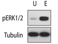 Good Western Blot Antibody to Measure ERK1/2 Phosphorylation Levels
