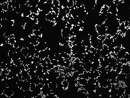 DAPI Nuclear Stain
