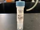 Time Course Effect of Chemoattractant on 14-3-3 Zeta/Delta Protein Expression