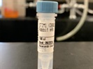 Chemoattractant Effect on STIM1 Expression